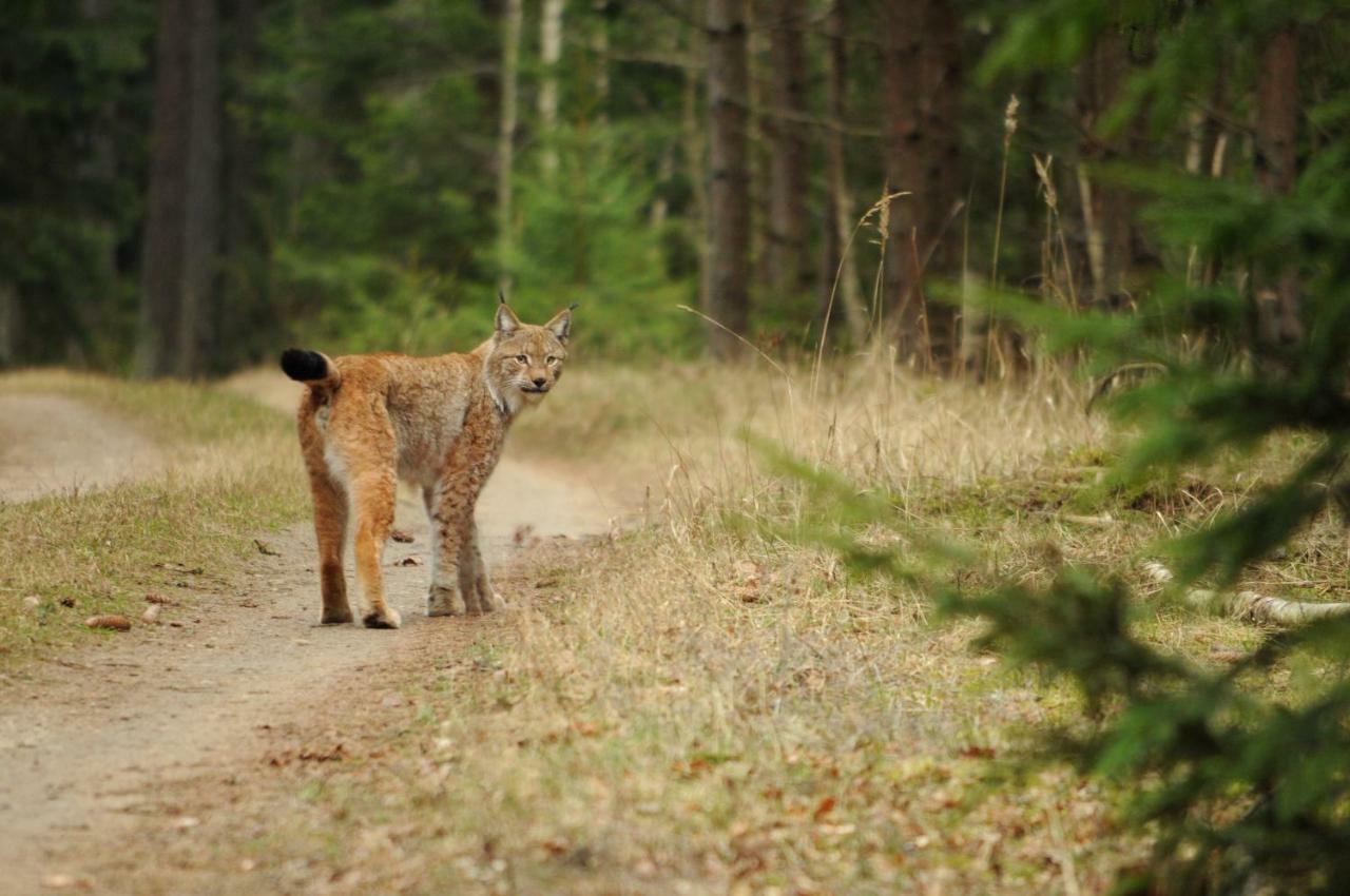 فيلا Białowieżaفي Swironek المظهر الخارجي الصورة