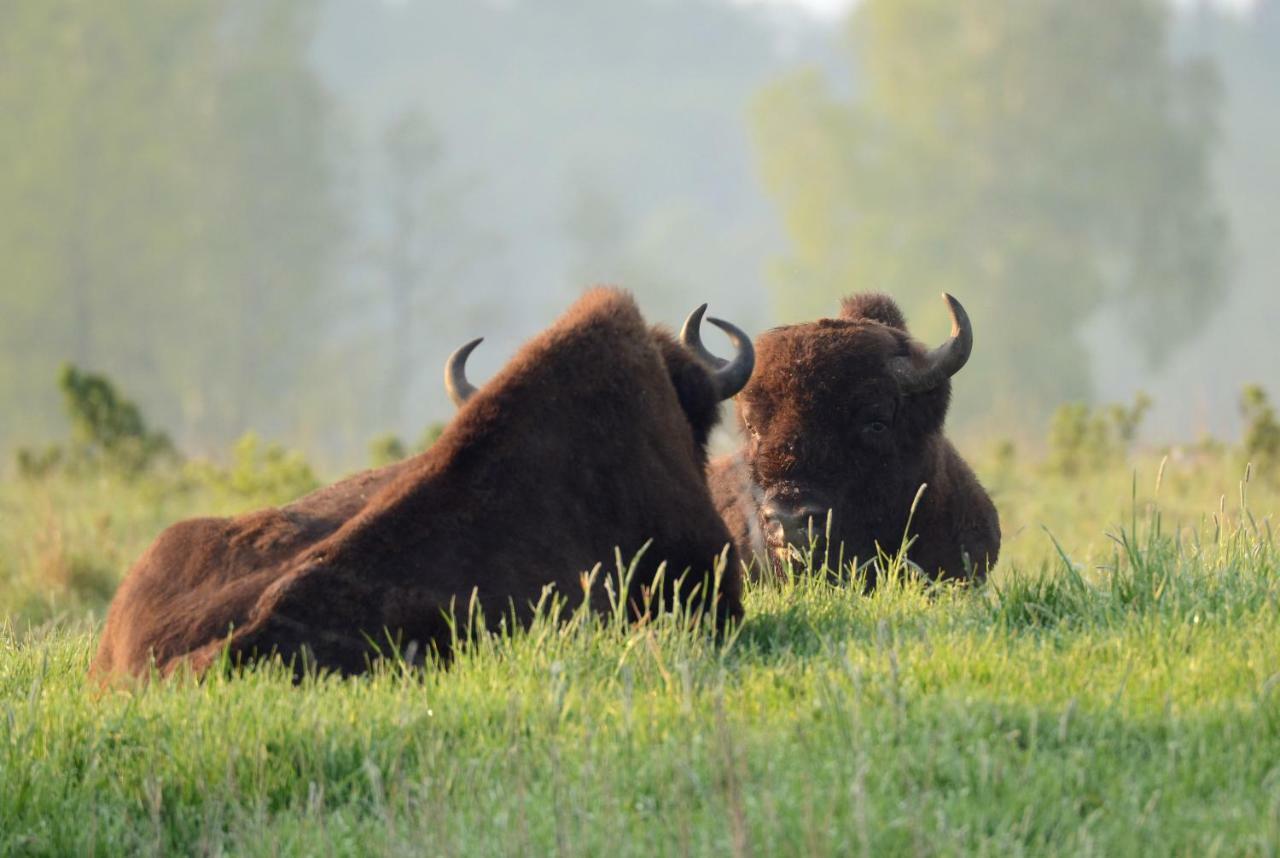 فيلا Białowieżaفي Swironek المظهر الخارجي الصورة